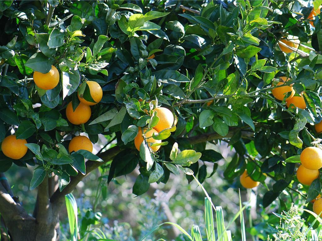 Agriturismo 'A Lanterna Marina di Monasterace 外观 照片